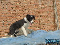 娱乐吃瓜酱牧羊犬,揭秘牧羊犬背后的故事