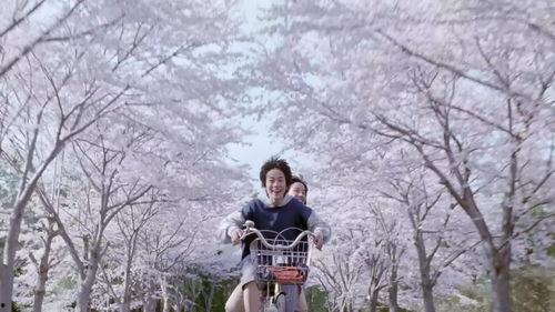 樱花伦理电影,伦理抉择的青春交响曲